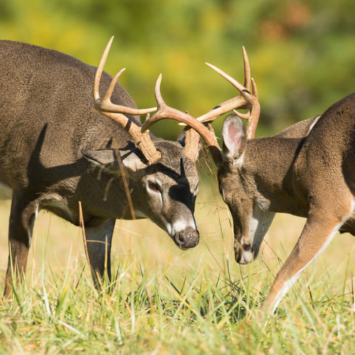 rutting deer