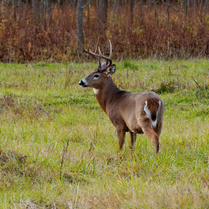 Whitetail Deer Buck