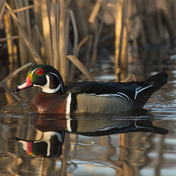 Wood Duck